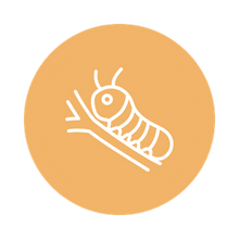 Load image into Gallery viewer, The Very Hungry Caterpillar
